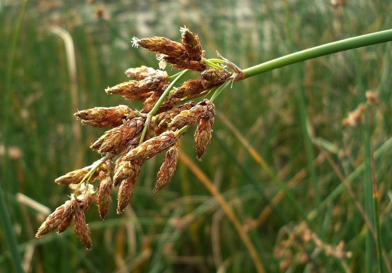 Image of Schoenoplectus lacustris specimen.