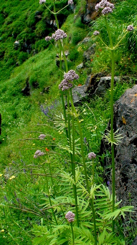 Image of Valeriana officinalis specimen.