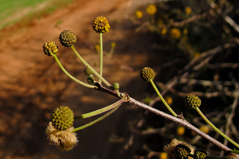 Image of Vachellia farnesiana specimen.