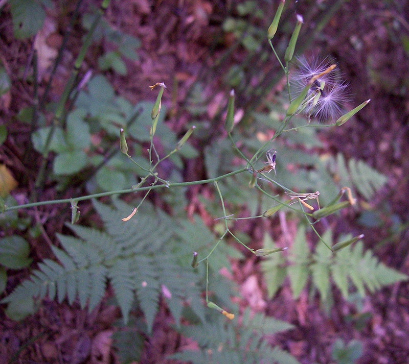 Image of Mycelis muralis specimen.