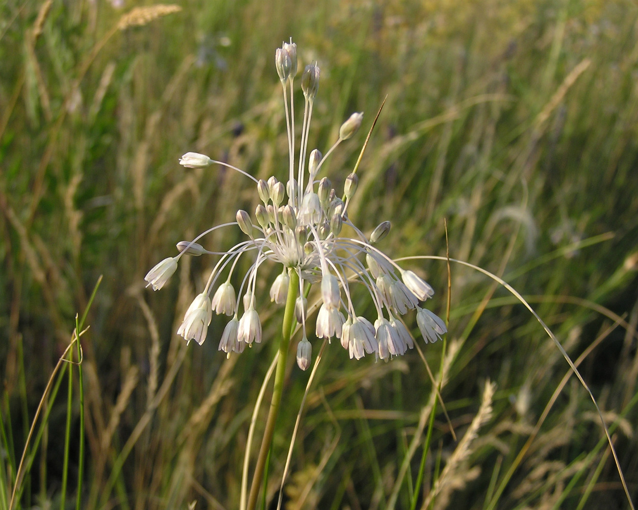 Изображение особи Allium paniculatum.