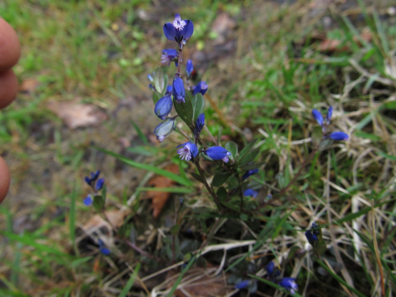 Image of Polygala serpyllifolia specimen.