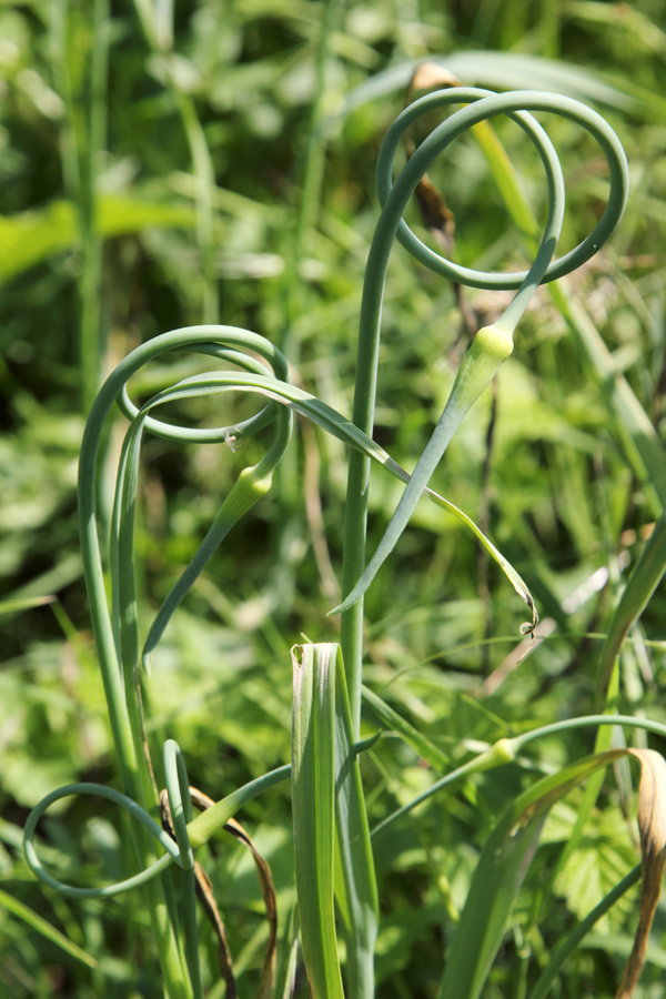 Image of Allium atroviolaceum specimen.