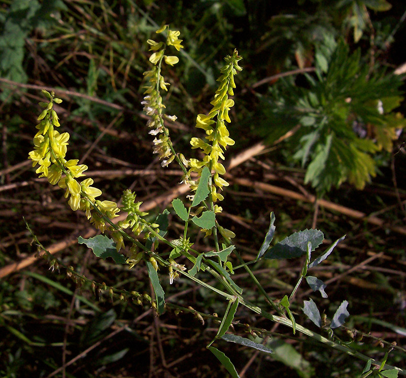 Изображение особи Melilotus officinalis.