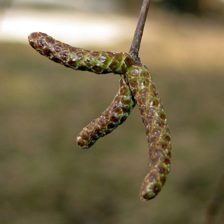 Изображение особи Betula pendula.