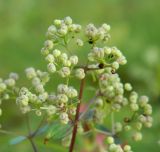 Galium physocarpum. Соплодие. Украина, Донецкая обл., Славянский р-н, окр. с. Богородичное. 10.07.2012.