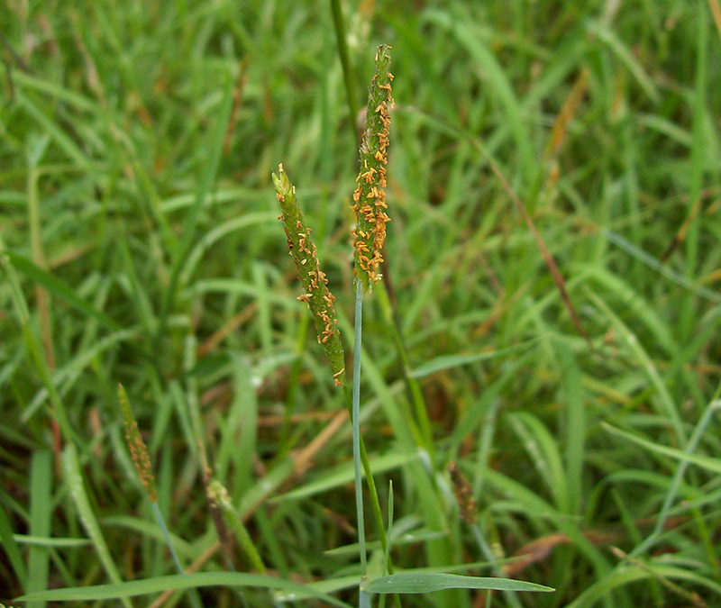 Image of Alopecurus aequalis specimen.