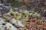Polypodium vulgare. Растения на валуне в берёзовом редколесье. Окрестности Мурманска, начало июня.