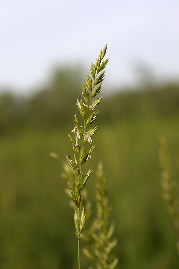 Изображение особи род Elymus.