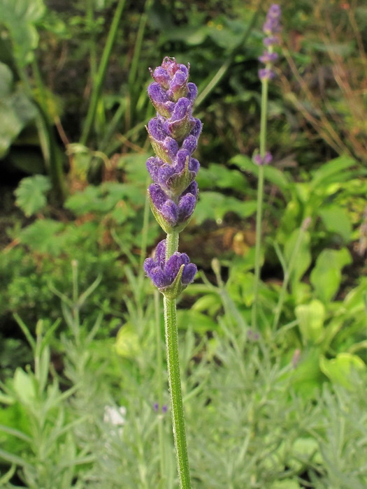 Image of Lavandula angustifolia specimen.