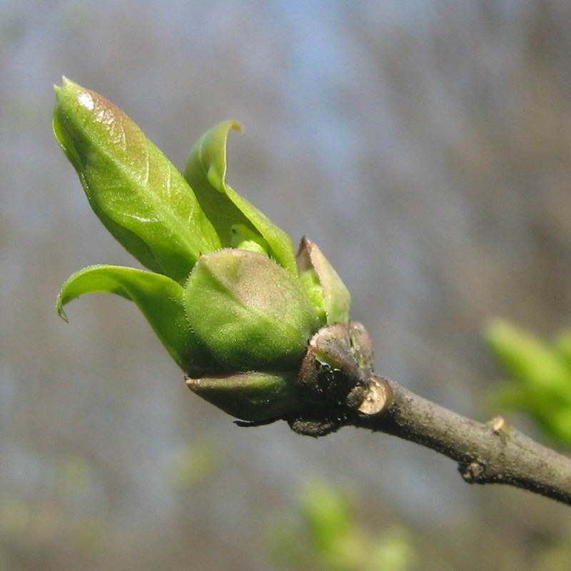 Изображение особи род Euonymus.