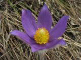 Pulsatilla patens. Цветок. Украина, Львовская обл., остепнённый луговой склон. 4 апреля 2012 г.