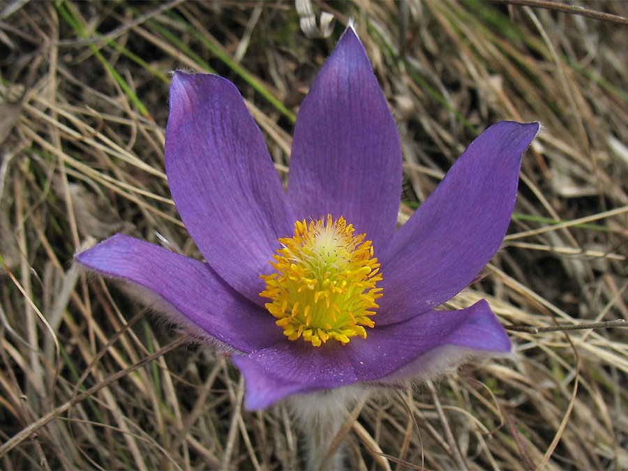 Image of Pulsatilla patens specimen.