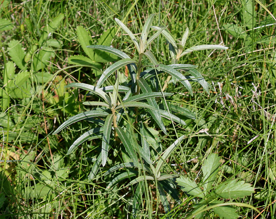 Image of Hippophae rhamnoides specimen.