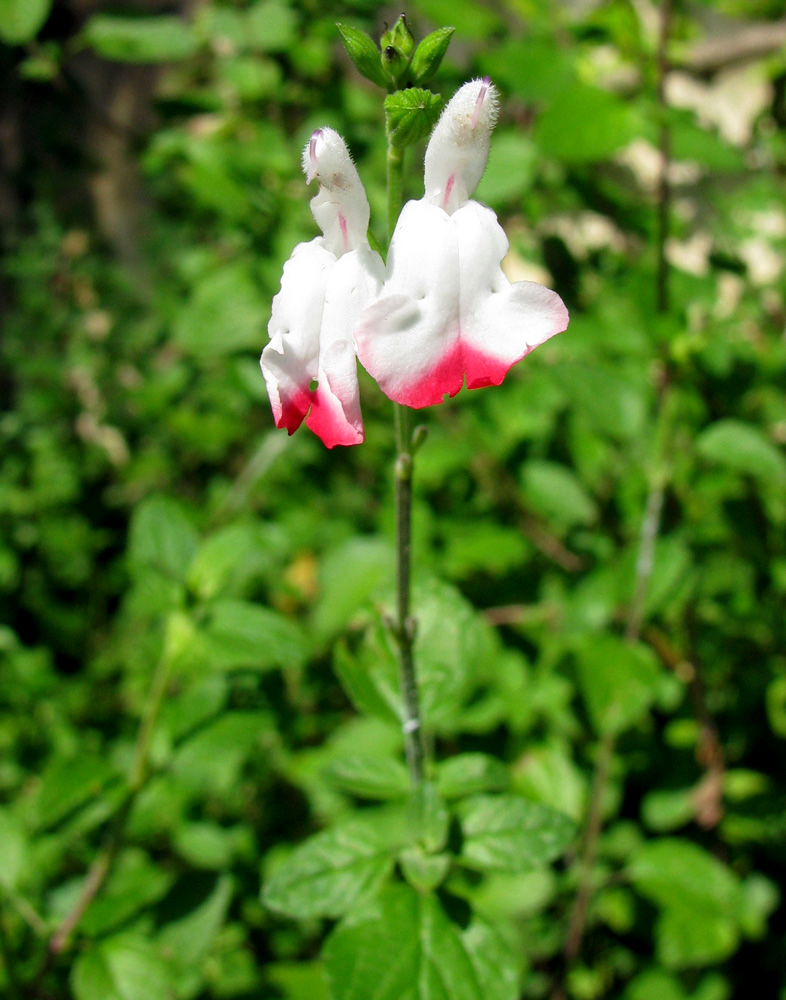 Image of Salvia microphylla specimen.