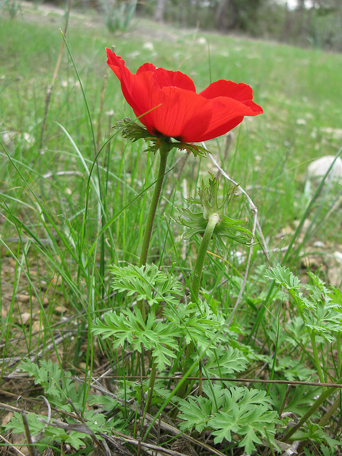 Image of Anemone coronaria specimen.