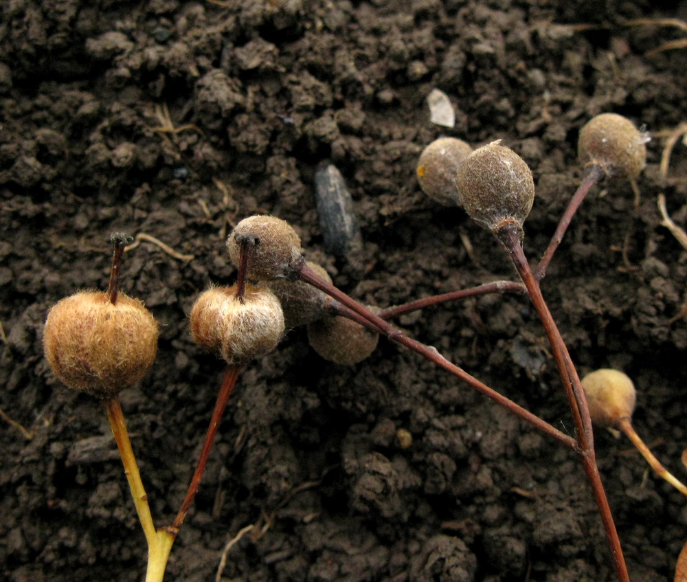 Image of Tilia nasczokinii specimen.