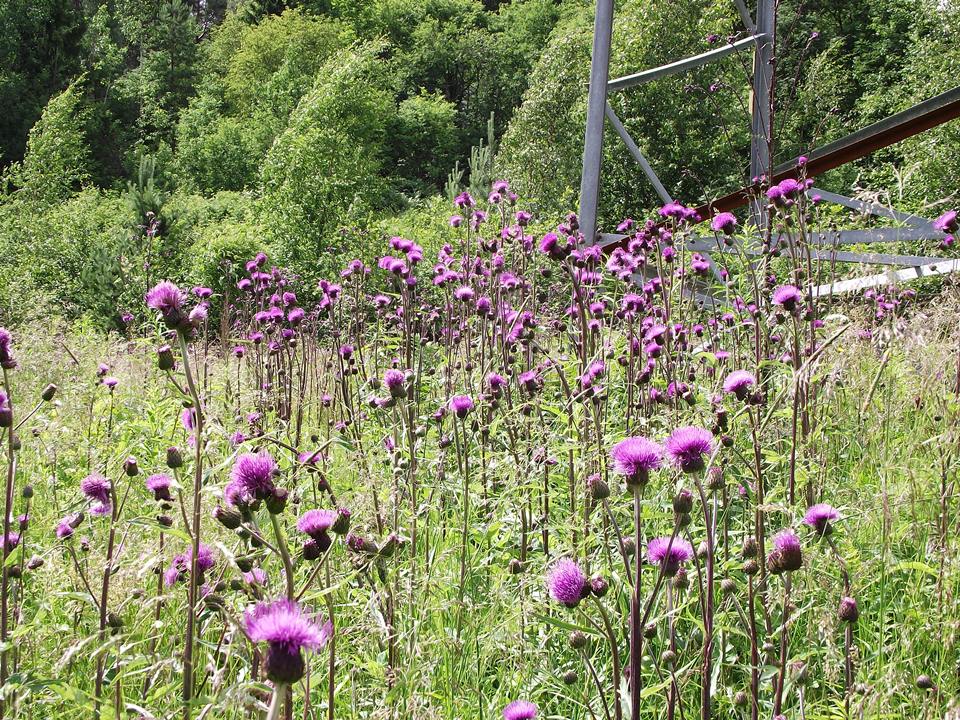 Image of Cirsium heterophyllum specimen.