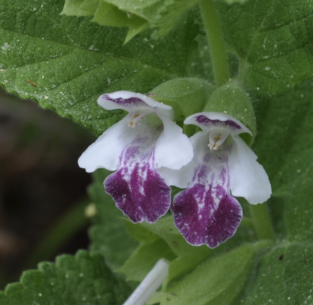 Изображение особи Melittis melissophyllum ssp. albida.