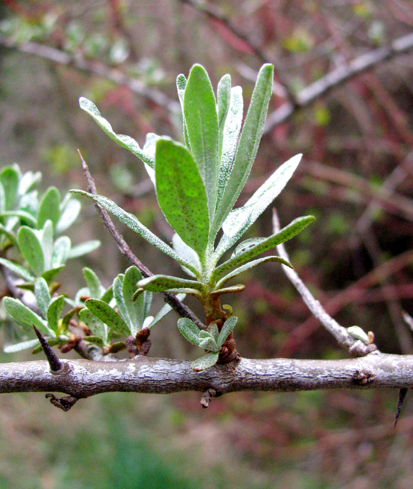 Image of Hippophae rhamnoides specimen.