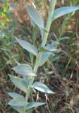 Linaria genistifolia. Часть побега. Карадагский заповедник, биостанция, обочина дороги возле забора, под тенью шелковицы. 30 мая 2013 г.