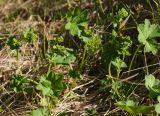 Alchemilla glabricaulis