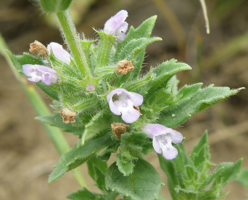 Image of Ziziphora acinos specimen.