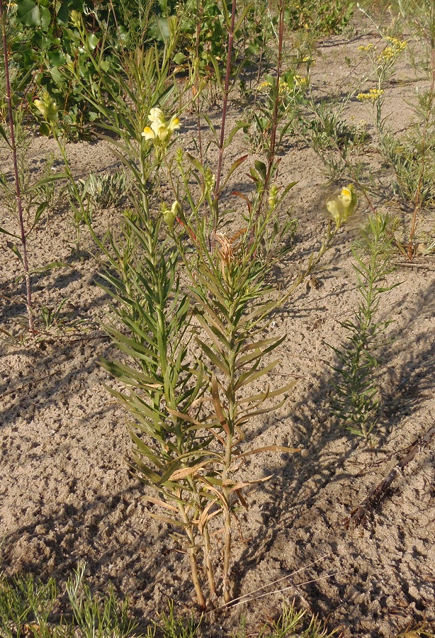 Изображение особи Linaria biebersteinii.