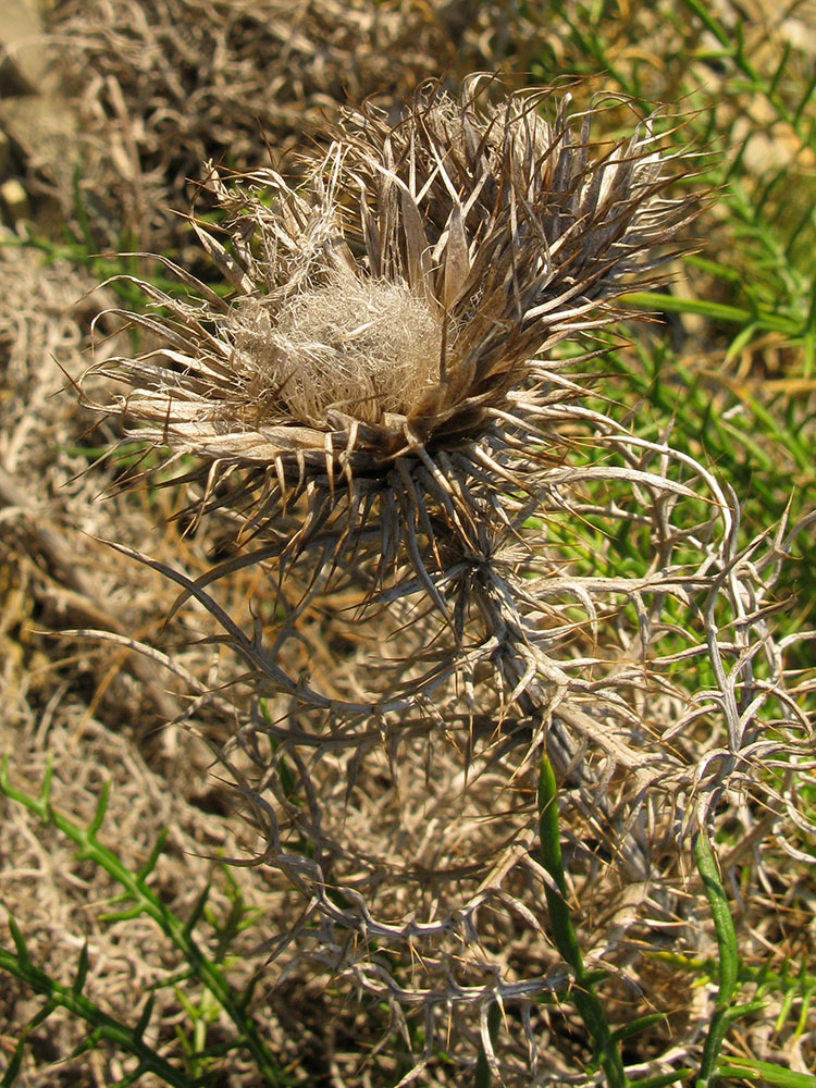 Image of Lamyra echinocephala specimen.