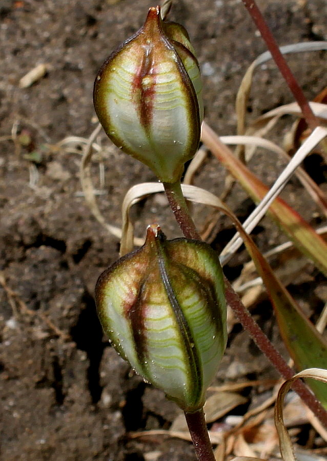 Image of Tulipa tarda specimen.