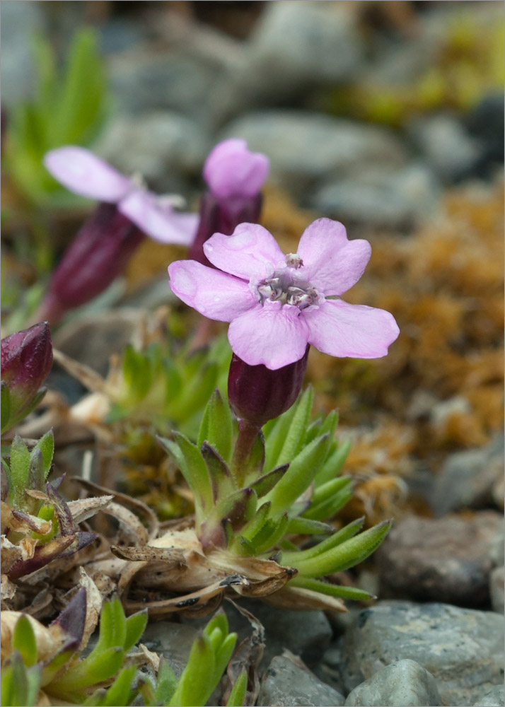 Image of Silene acaulis specimen.