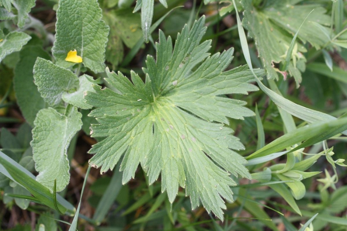 Изображение особи Ranunculus georgicus.