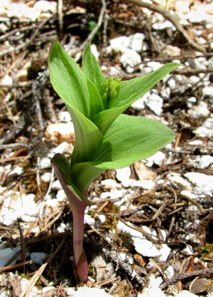 Image of Epipactis atrorubens specimen.