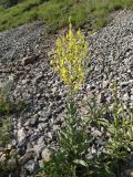 Verbascum songaricum