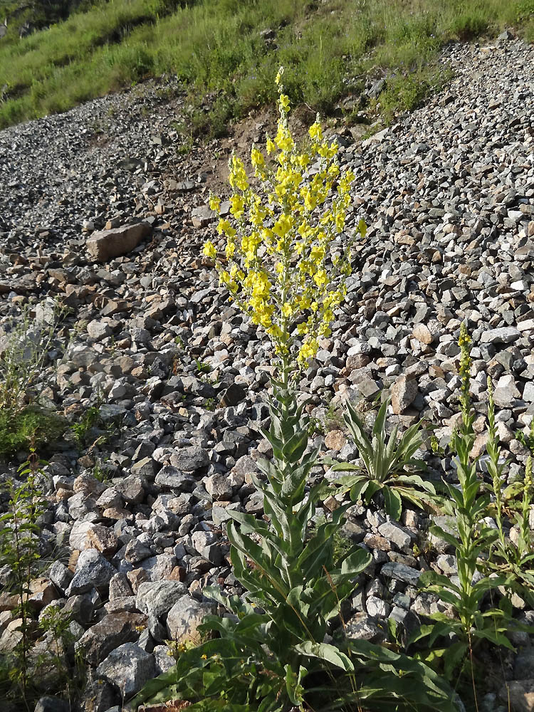 Изображение особи Verbascum songaricum.