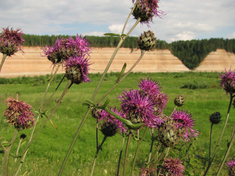 Image of Centaurea scabiosa specimen.