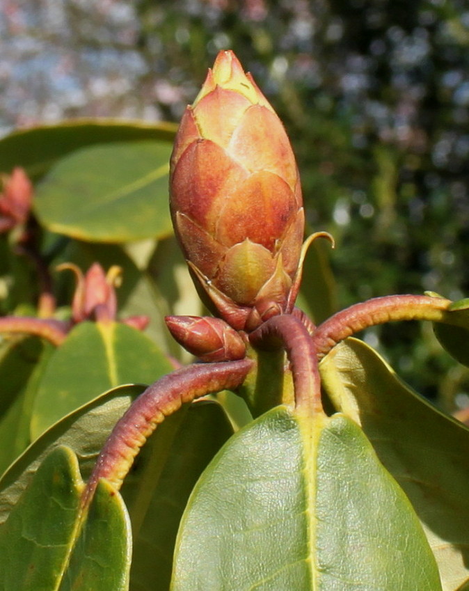Изображение особи Rhododendron campanulatum.