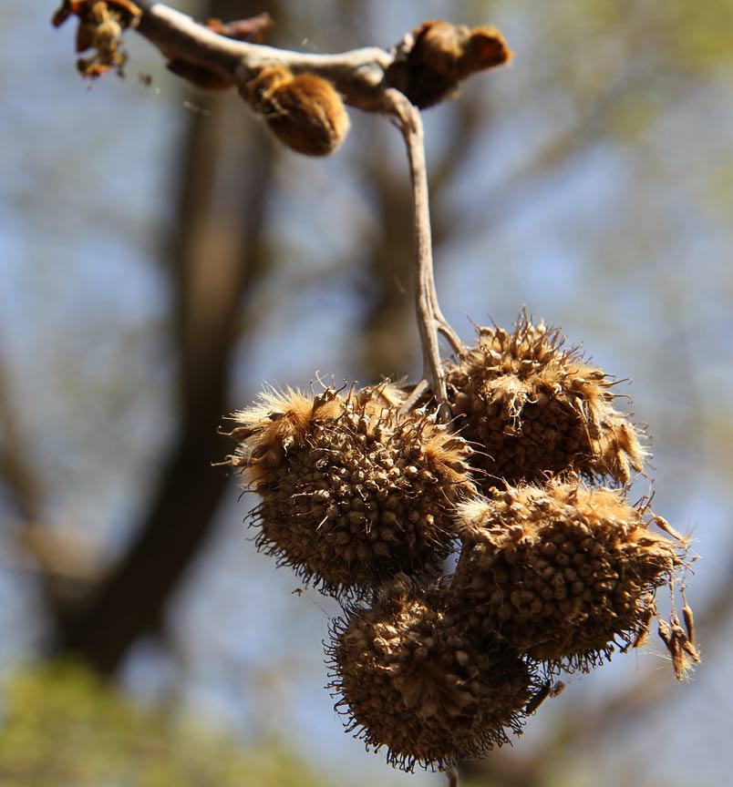 Image of Platanus orientalis specimen.