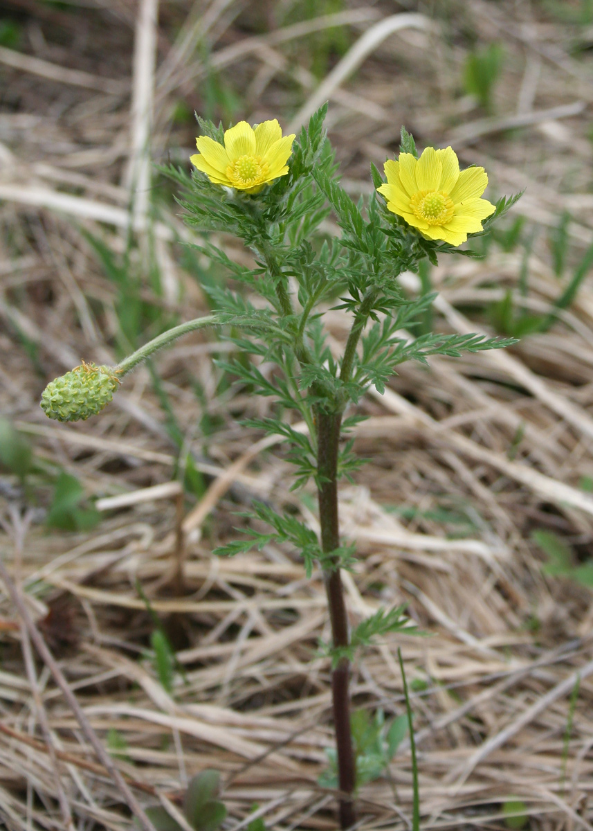 Image of Adonis villosa specimen.