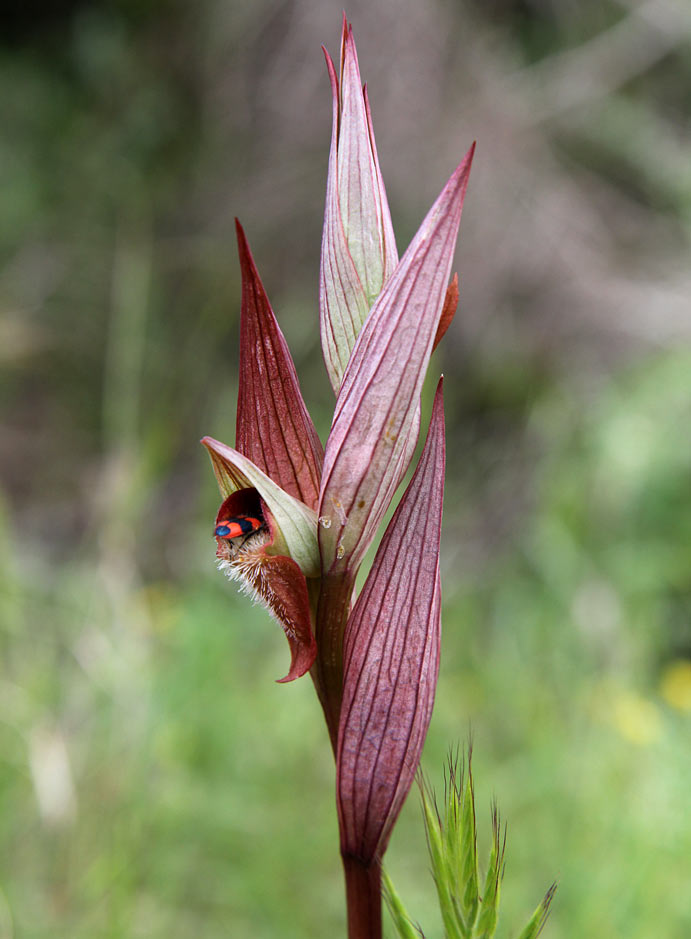 Image of Serapias bergonii specimen.