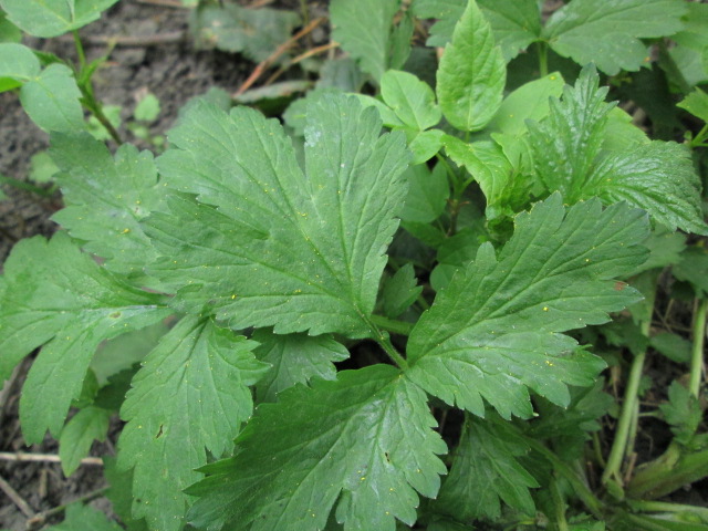 Image of Geum urbanum specimen.