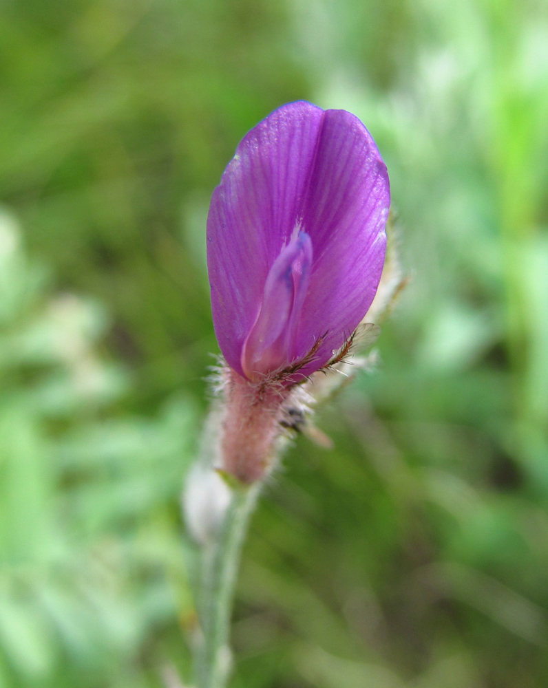 Image of Astragalus varius specimen.