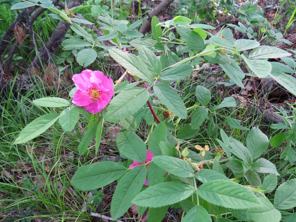 Image of Rosa cinnamomea specimen.