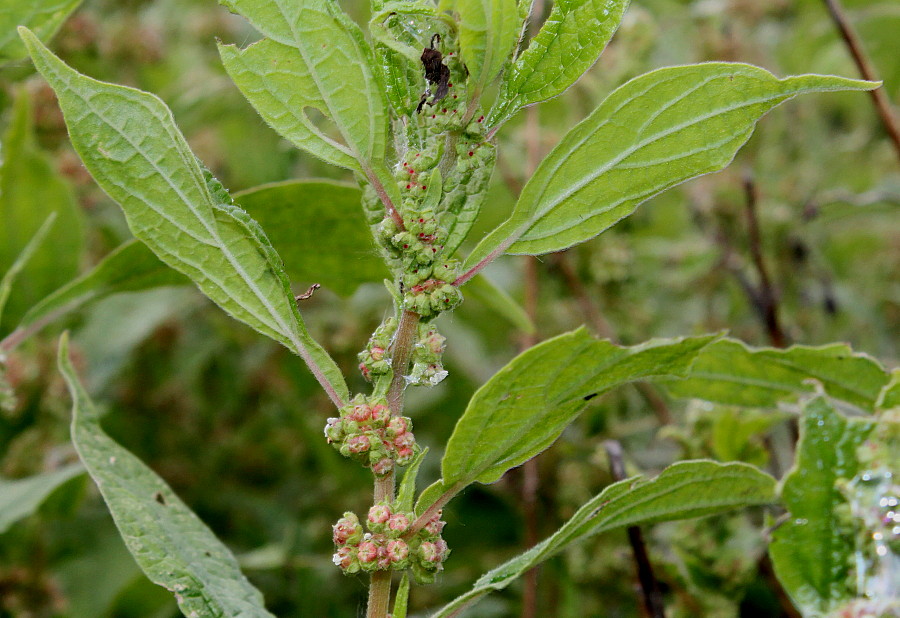 Image of Parietaria officinalis specimen.