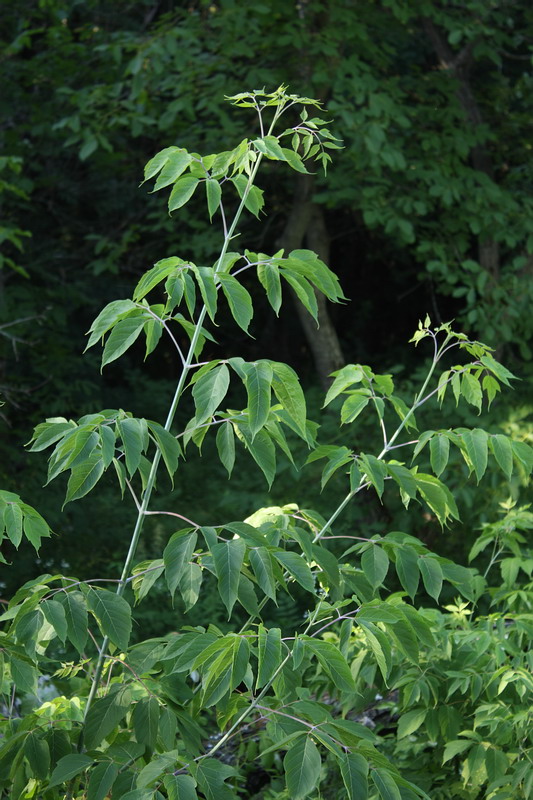 Image of Acer negundo specimen.