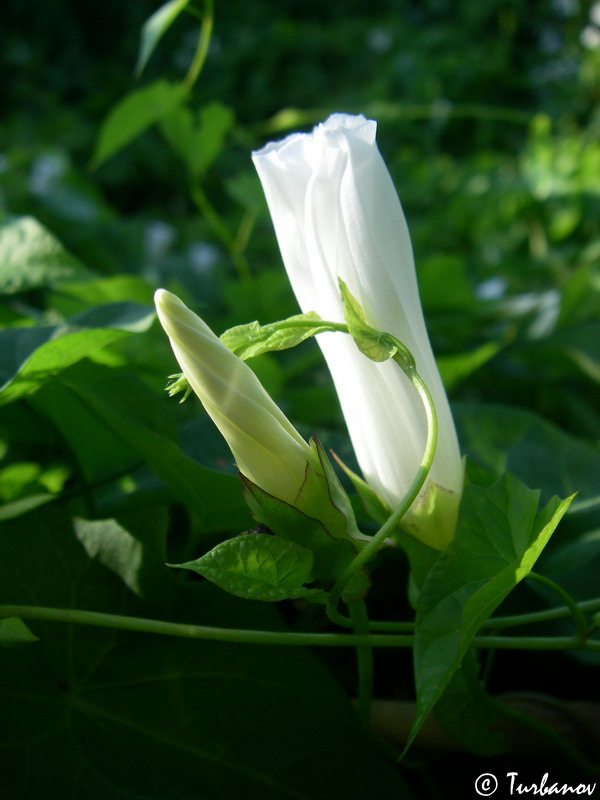 Изображение особи Calystegia sepium.