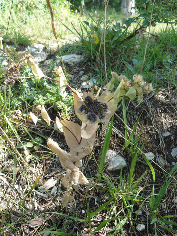 Image of Bupleurum rotundifolium specimen.