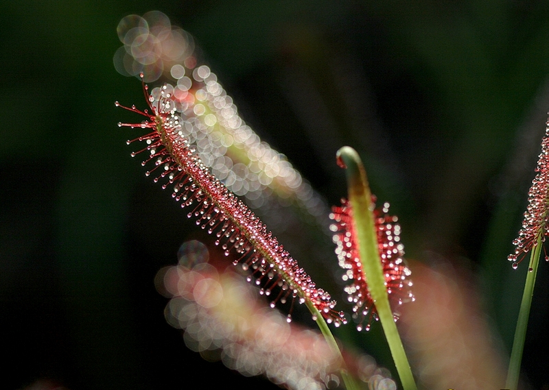 Изображение особи Drosera anglica.