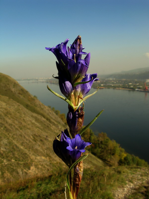 Изображение особи Gentiana decumbens.