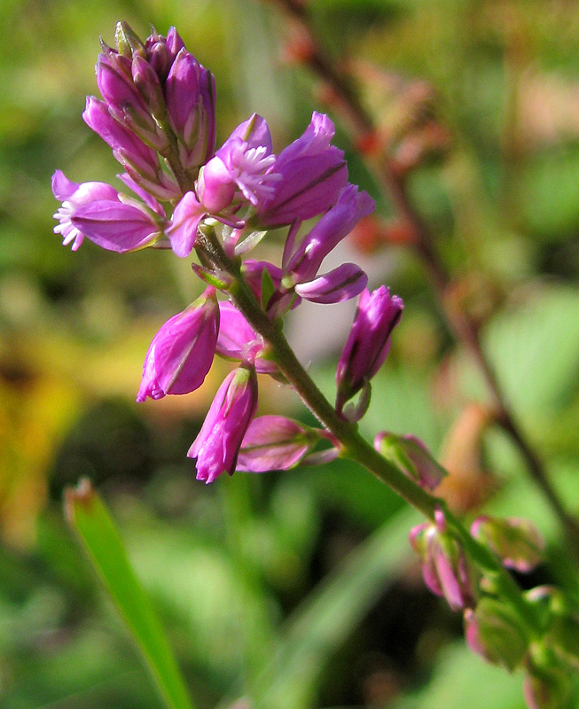 Image of Polygala comosa specimen.